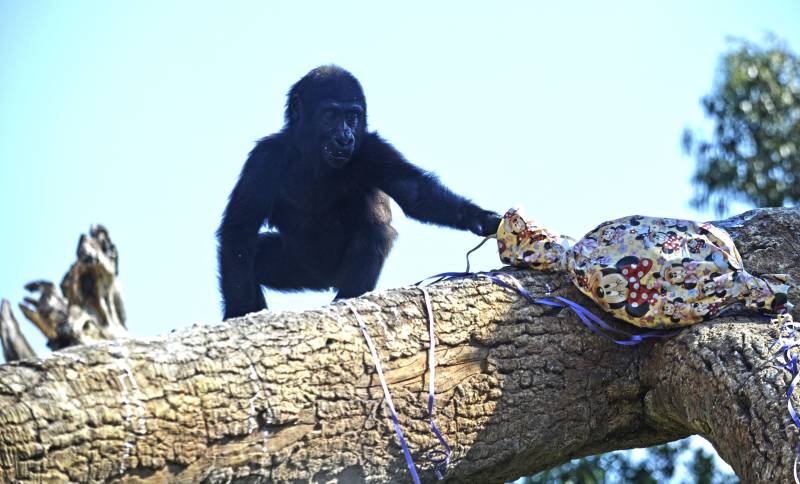 La pequeña Virunga cumple 2 años en el Bioparc Valencia.