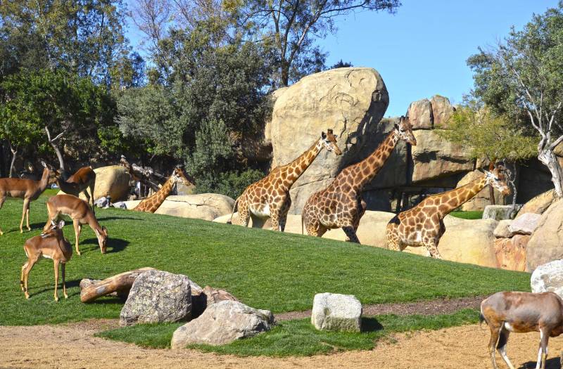 Jirafas en la Sabana africana de BIOPARC Valencia - primavera 2019