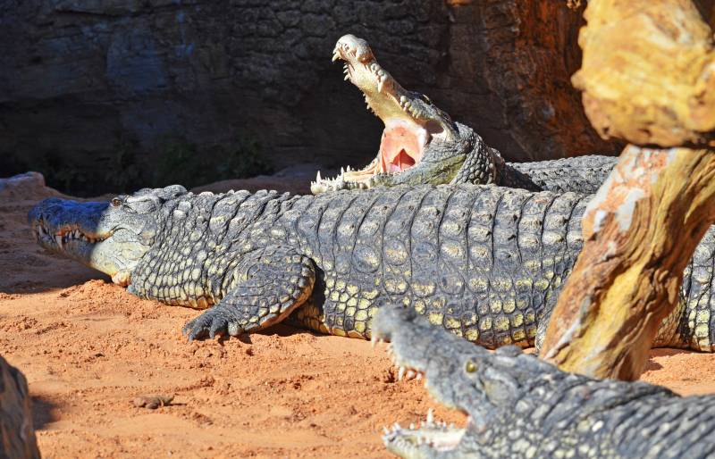 BIOPARC Valencia recibe tres cocodrilos del Nilo - 2018 