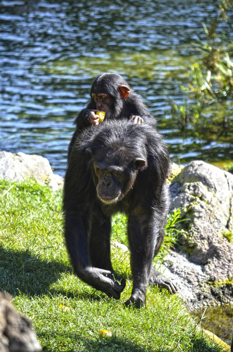 Chimpancés del BIOPARC