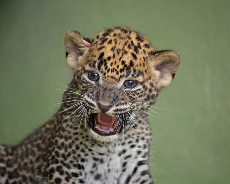 Cachorro de leopardo