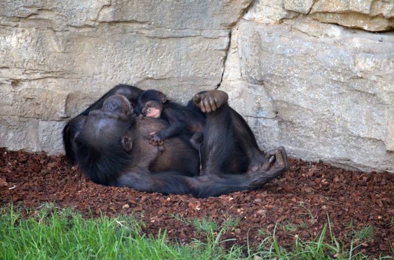 Madre y cría chimpancé recién nacida BIOPARC Valencia 1