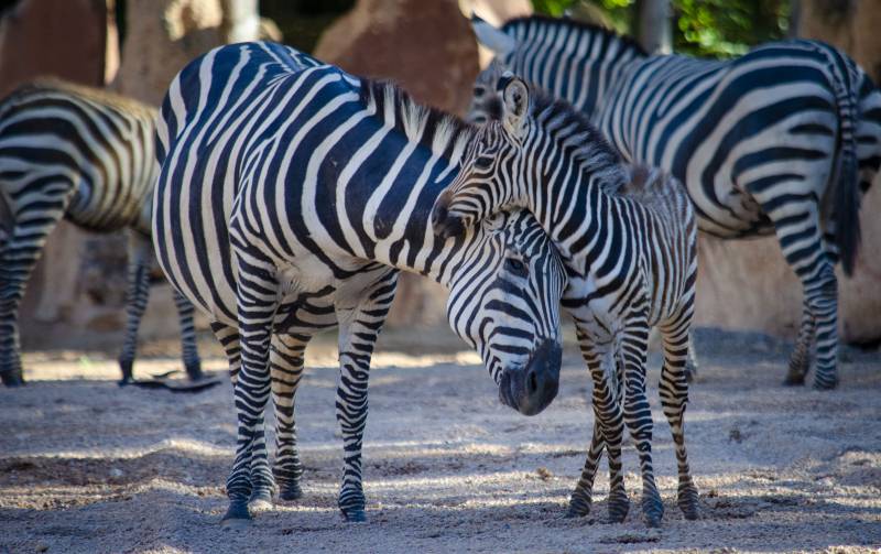 Nace la seguda cebra del 2019 en BIOPARC Valencia