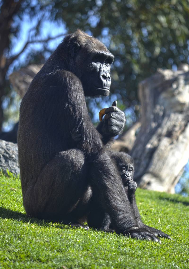 Gorilas - Mbeli y Ali - BIOPARC