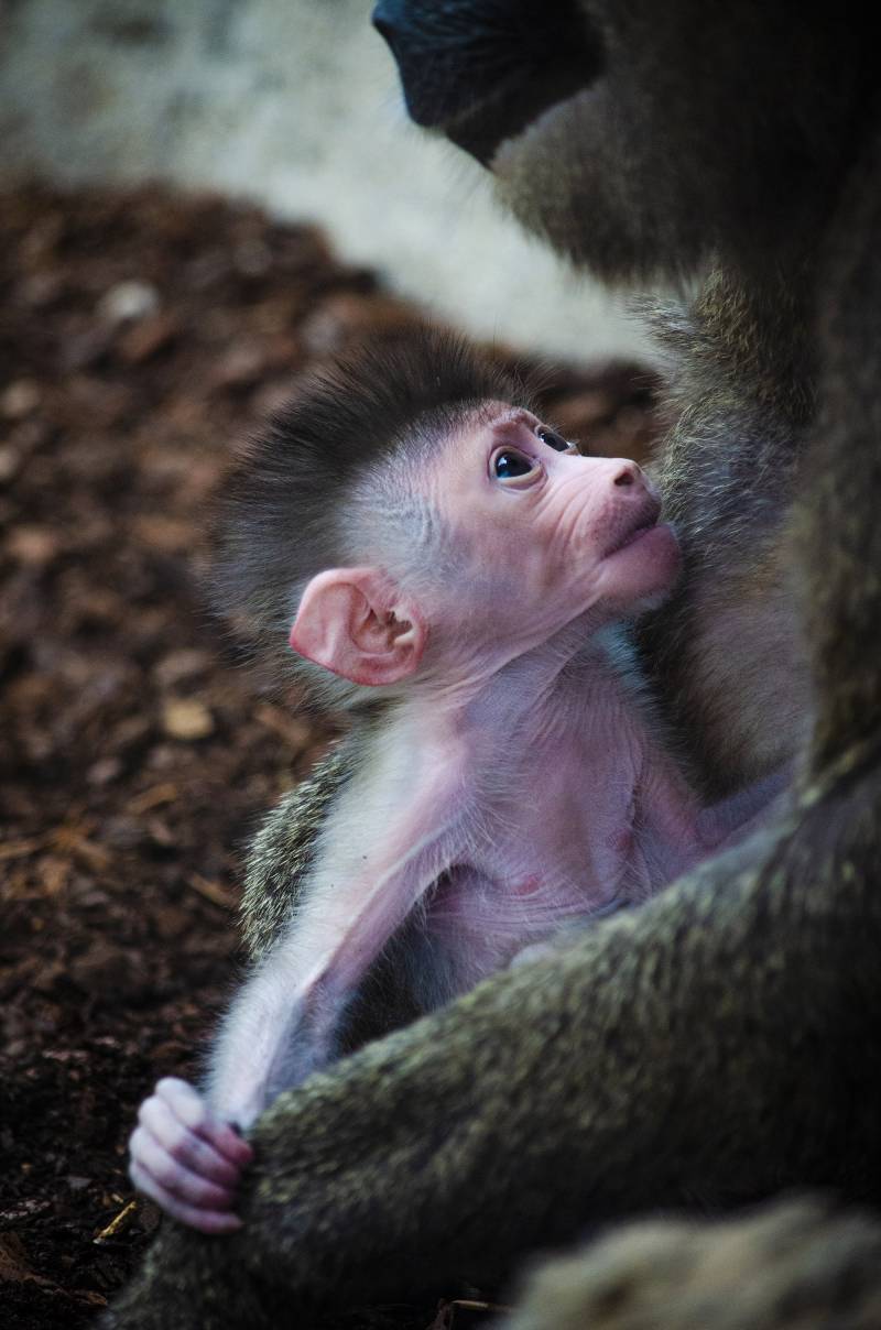 Septiembre 2019 - Nacen 2 crías de dril BIOPARC Valencia