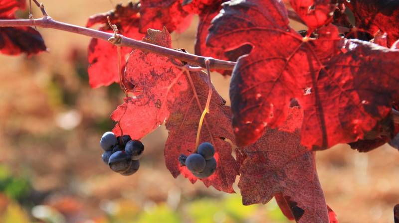 Las estrellas de Bodegas Murviedro