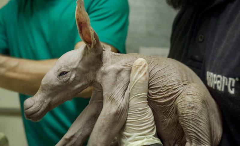 Nace un oricteropo en BIOPARC Valencia. EPDA