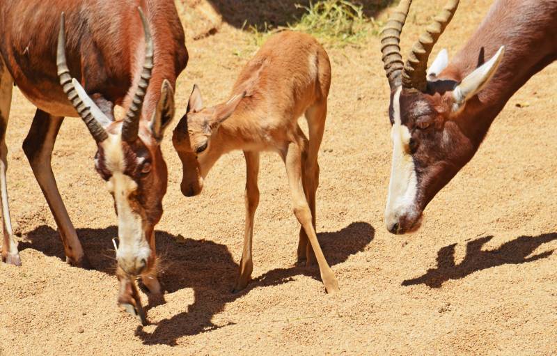 Blesbok - madre y cría - mayo 2019 - BIOPARC Valencia 