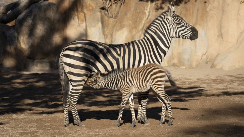 Ambos animales en el Bioparc. EPDA.