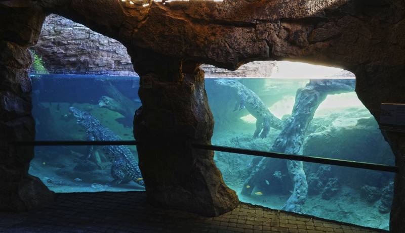 Cueva de Kitum - nuevos cocodrilos - BIOPARC Valencia 2018 Cueva de Kitum - nuevos cocodrilos - BIOPARC Valencia 2018