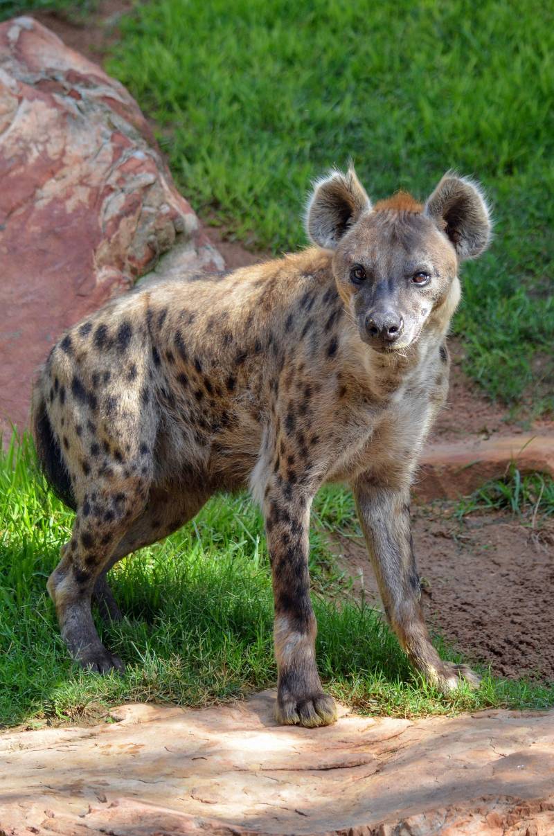 Hiena BIOPARC Valencia - julio 2019