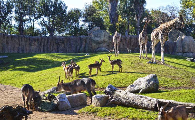 Sabana africana de BIOPARC Valencia - manadas de animales - 2018