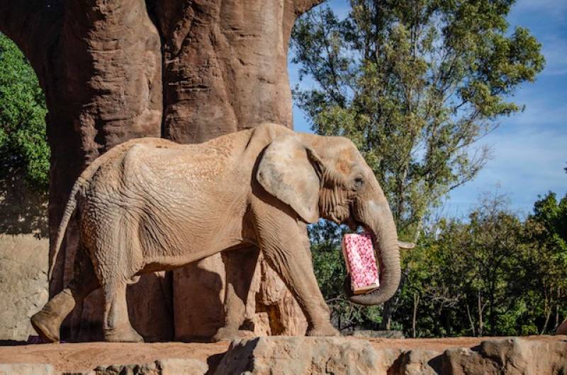 Diciembre 2019 - BIOPARC Valencia - Papá Noel lleva regalos para los animales - elefante