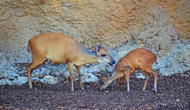 Nace la segunda cría de duiker rojo en BIOPARC Valencia - verano 2018