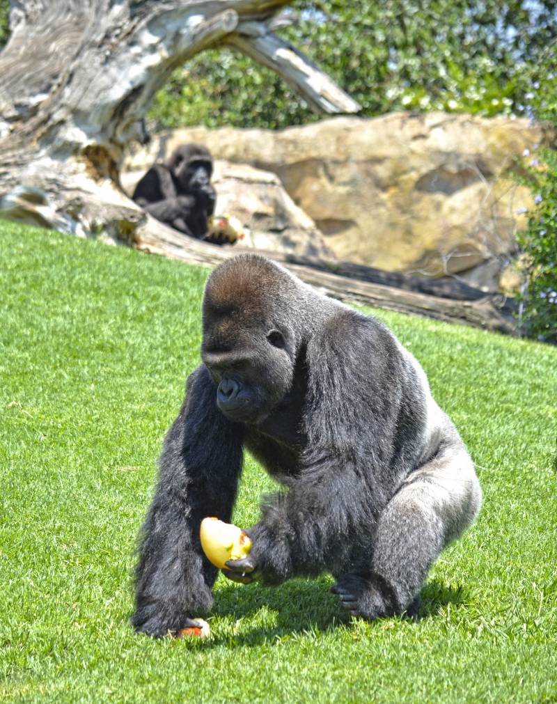 BIOPARC Valencia - helados 2018 - El gorila Mambie