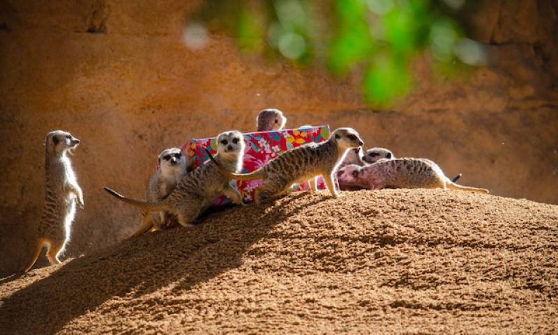 Diciembre 2019 - BIOPARC Valencia - Papá Noel lleva regalos para los animales - suricatas