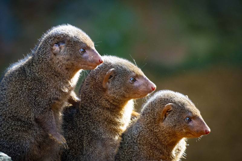 Enero 2020 - BIOPARC Valencia - mangostas enanas