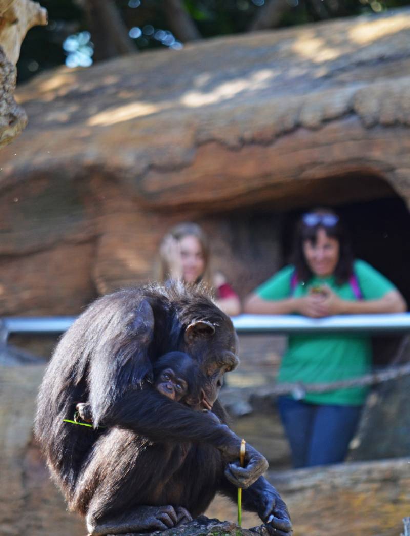 Visitantes observando a los chimpancés - madre y cría - verano 2018 BIOPARC Valencia 