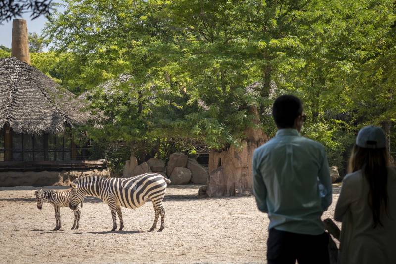 Bebé hipopótamo nadando en el acuario de la cueva de Kitum, Bioparc./ EPDA