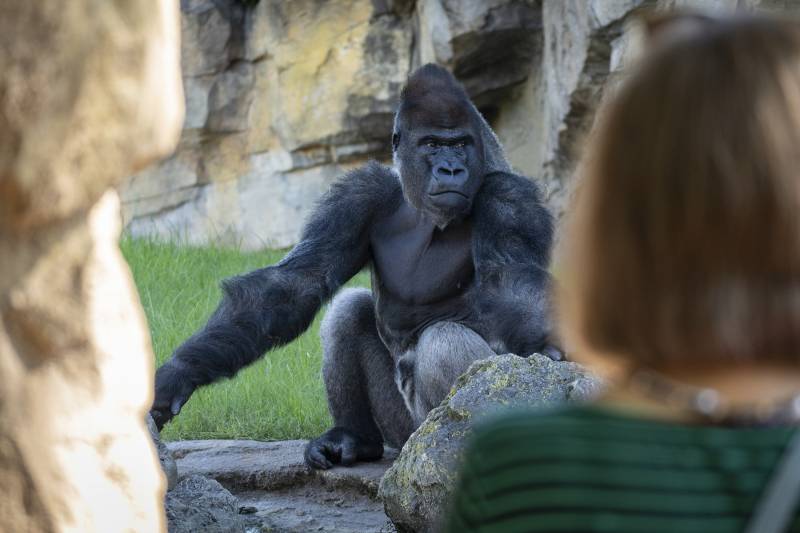 Una visitante observando al gorila Kabuli.