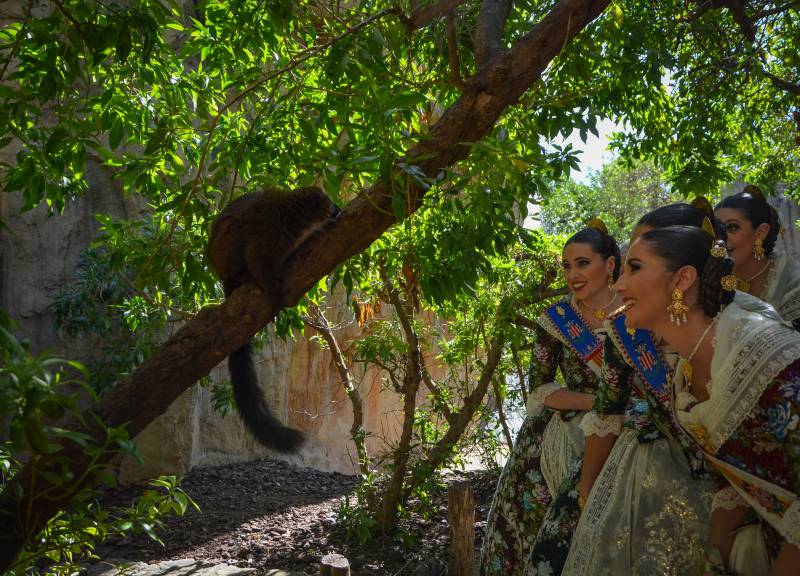 Las Falleras Mayores de València celebran el 12 Aniversario de BIOPARC - cara a cara con los animales salvajes