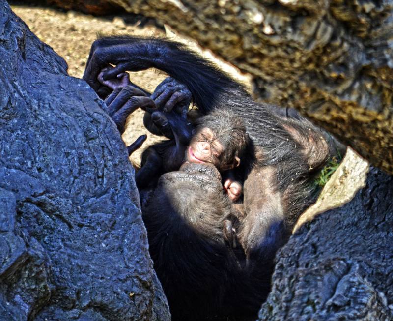 BIOPARC Valencia - chimpancé con su bebé recién nacido - abril 2018 BIOPARC Valencia - chimpancé con su bebé recién nacido - abril 2018