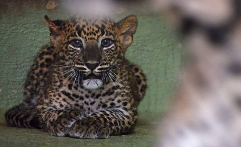 Cachorro de leopardo, cobijo-interior de BIOPARC-Valencia