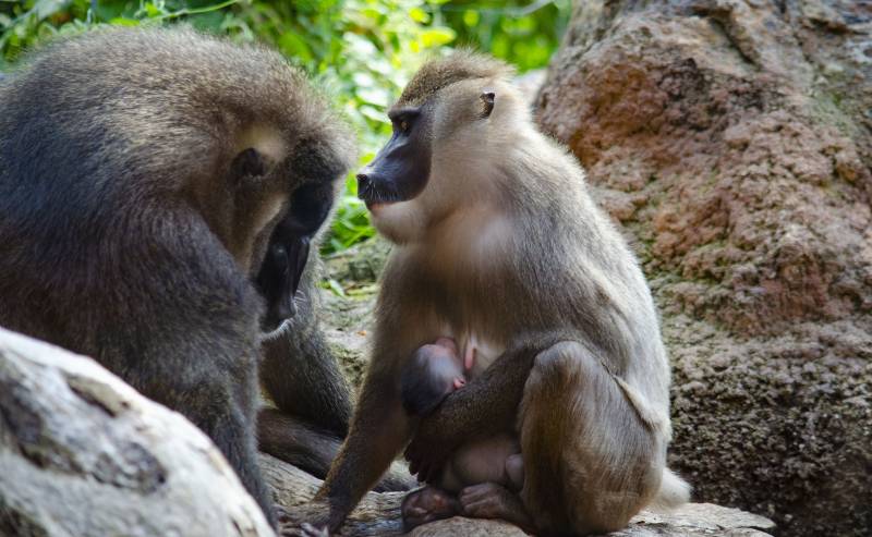 Septiembre 2019 - Nacen 2 crías de dril BIOPARC Valencia