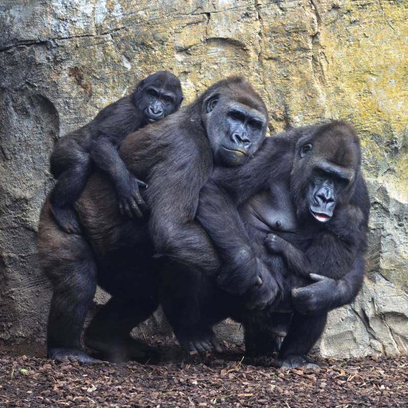 BIOPARC Valencia - diciembre 2018 - gorilas con sus crías