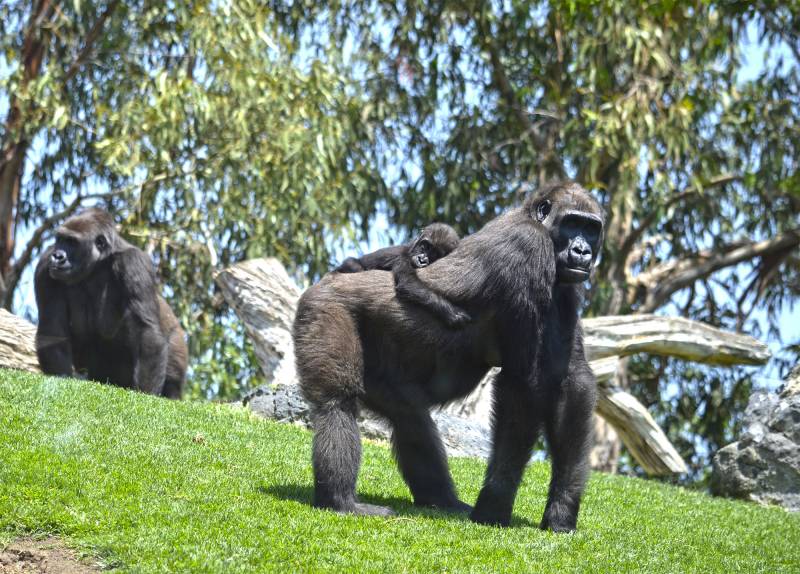 Gorilas en BIOPARC - Ali y Mbeli