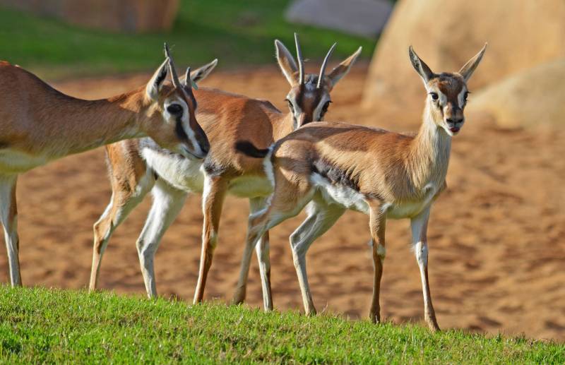 Gacela thomson en la sabana húmeda de BIOPARC Valencia Gacela thomson en la sabana húmeda de BIOPARC Valencia