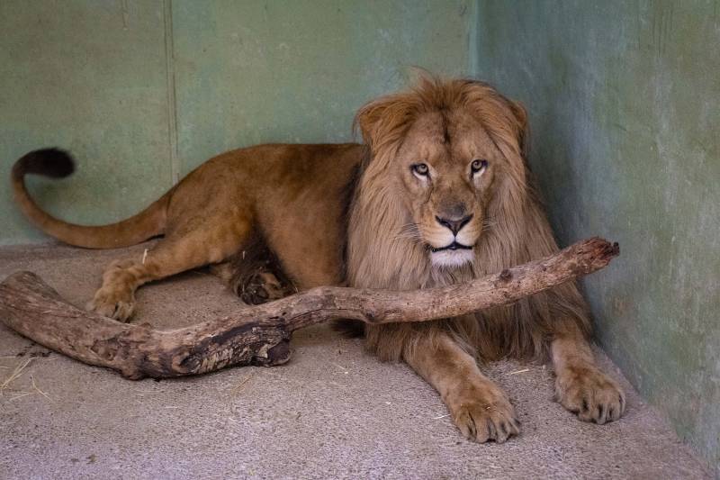 Marzo 2020 - Llega a BIOPARC Valencia el león Lubango