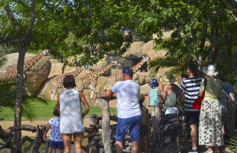 Visitantes observando a las jirafas - BIOPARC Valencia - 2018