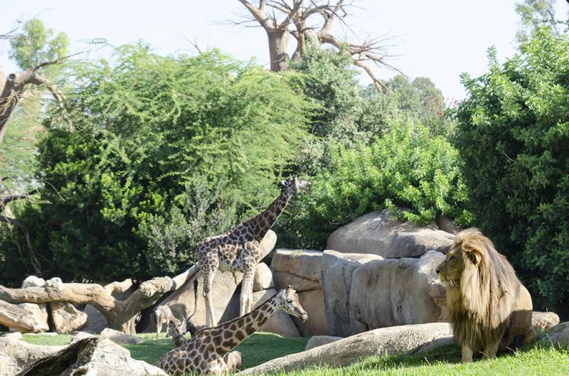 Bioparc València. EPDA