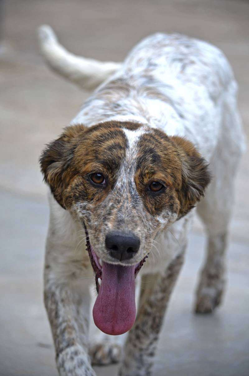 Gaia - 14 desfile solidario de perros abandonados AUPA - BIOPARC - 19 mayo 2019