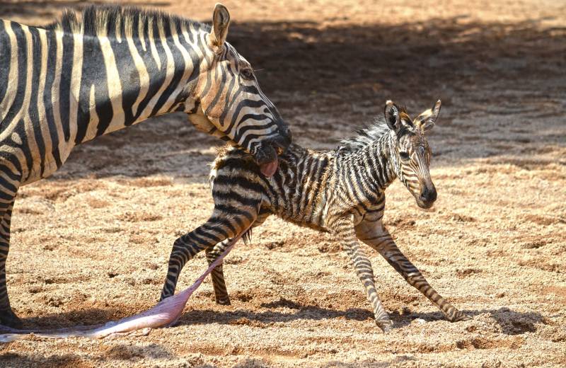 BIOPARC Valencia - septiembre 2018 - nacimiento cebra en la Sabana 