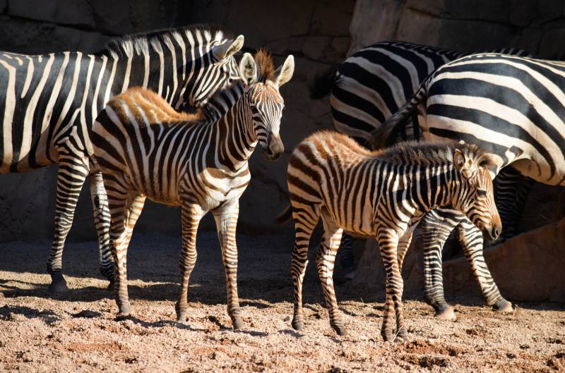 Cebra Milagritos - BIOPARC Valencia 