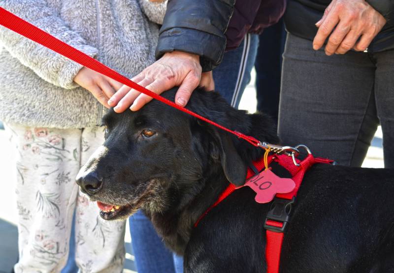 13 Desfile de perros abandonados AUPA - BIOPARC - 16 de diciembre 2018 - POLO