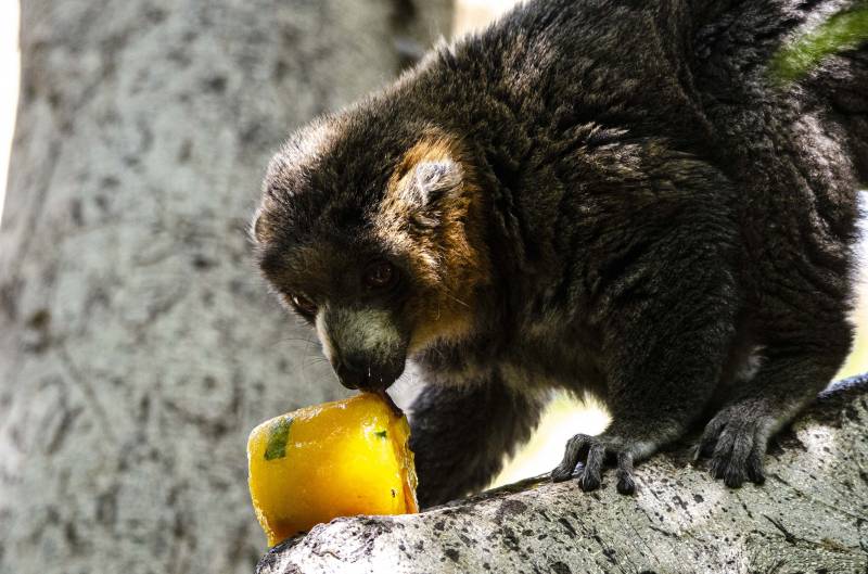 Helados 2019 - lémur mangosta - BIOPARC Valencia