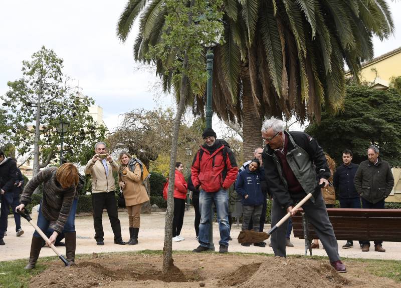 Arbres monumentals