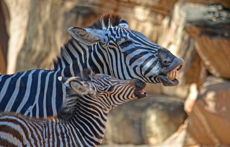 Nace la tercera cebra de 2018 en BIOPARC Valencia - madre y potro