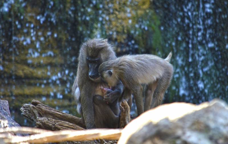 Mayo 2018 - Nace una nueva cría de dril en BIOPARC Valencia 