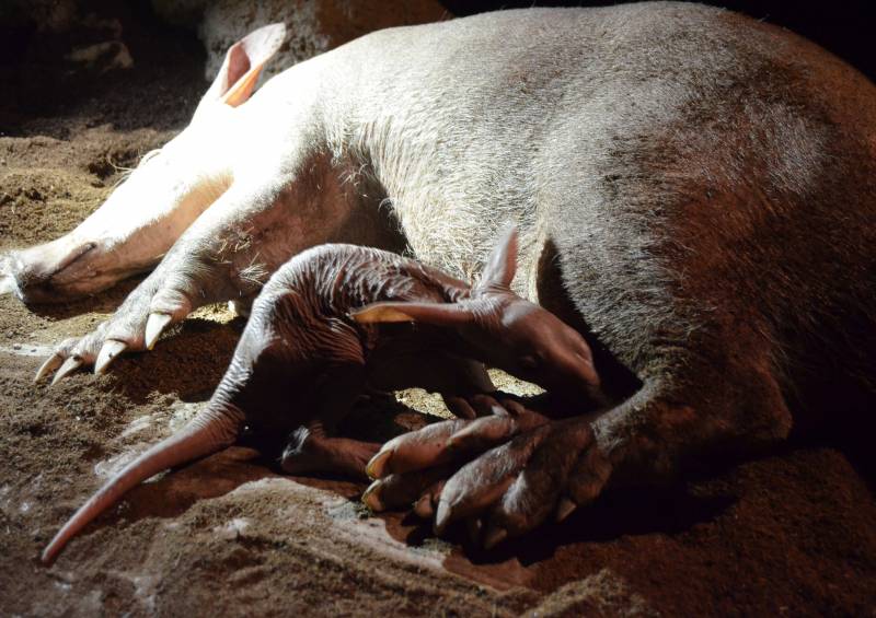 Primavera 2019 - Nace una nueva cría de oricteropo en BIOPARC Valencia Primavera 2019 - Nace una nueva cría de oricteropo en BIOPARC Valencia