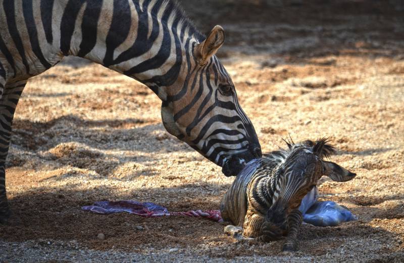 BIOPARC Valencia - septiembre 2018 - nacimiento cebra en la Sabana