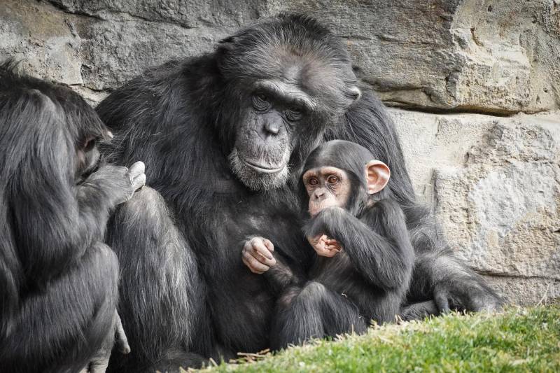 Enero 2020 - BIOPARC Valencia - El chimpancé Moreno y su bebé Coco quien ha cumplido 18 meses
