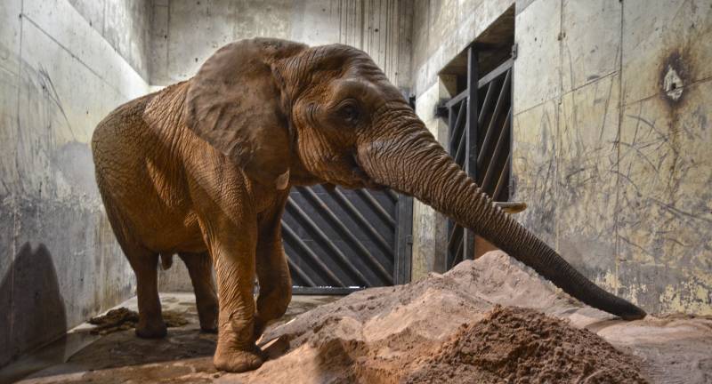 BIOPARC Valencia - enero 2019 - medidas extraordinarias contra el frío - cama elefantes