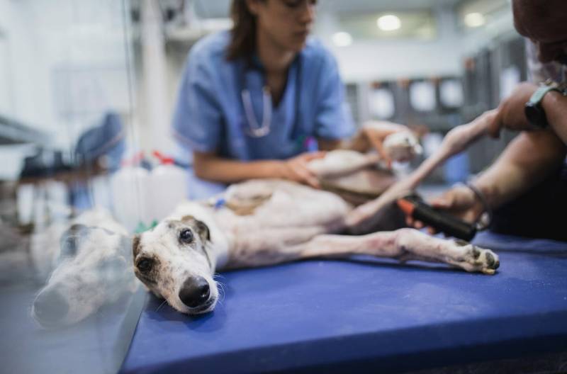 Amar, galgo maltratado