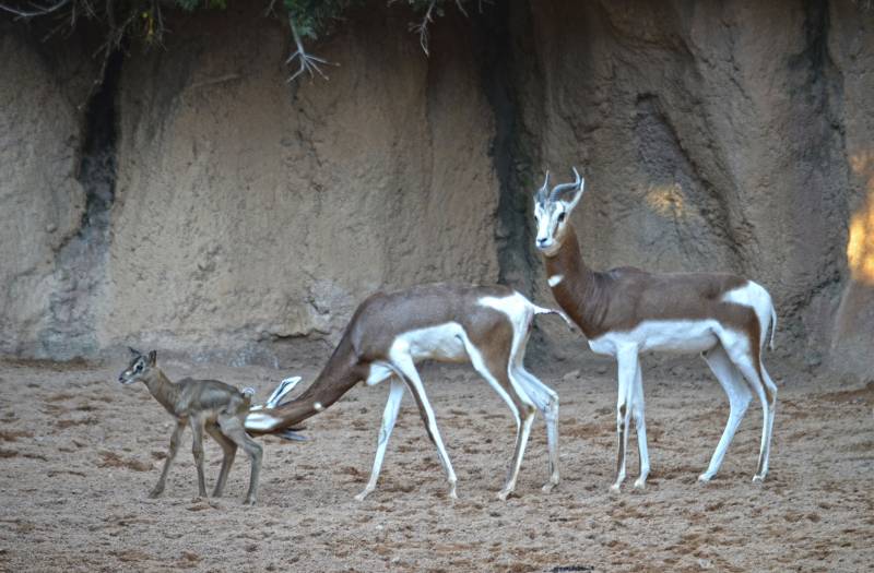 Una gacela Mhorr - especie extinta en la naturaleza - última cría nacida en 2018 en BIOPARC Valencia Una gacela Mhorr - especie extinta en la naturaleza - última cría nacida en 2018 en BIOPARC Valencia