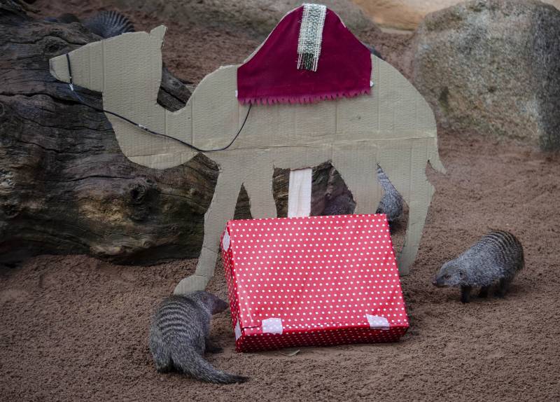 Enero 2020 - Los animales de BIOPARC Valencia reciben los regalos de los Reyes Magos, mangostas rayadas