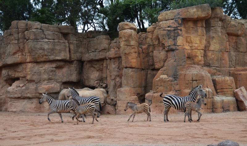 Grupo de cebras con las 3 crías - BIOPARC Valencia 